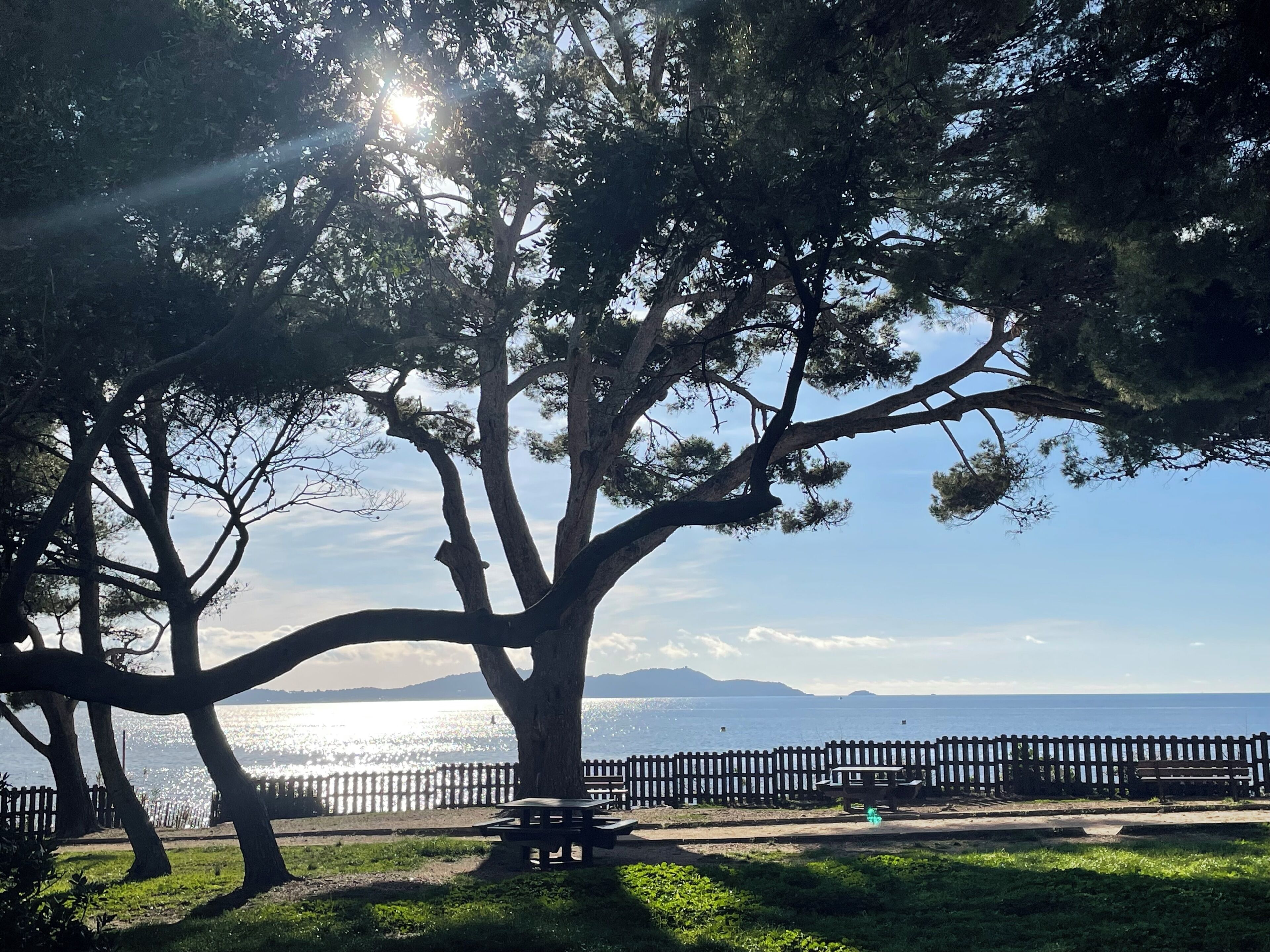 A park with a large tree, a bench, and a view of the sea.
