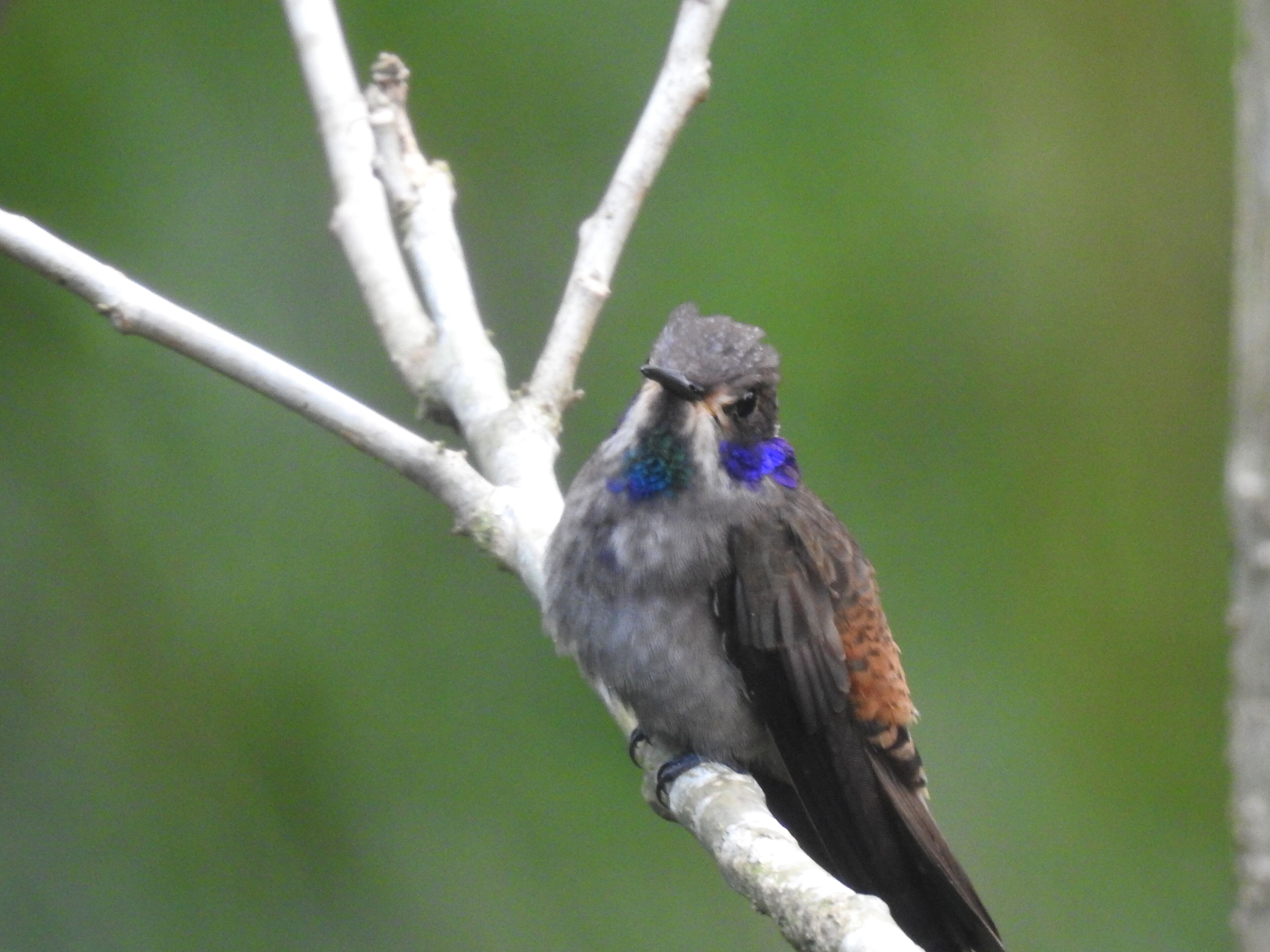 Habitació doble Deluxe, vistes a la muntanya | Sala d'estar