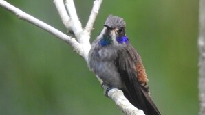 A bird perched on a branch. - Butterfly and Bird Julio Tours-Ecolodge (Nanegal)