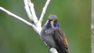 Habitació doble Deluxe, vistes a la muntanya | Sala d'estar