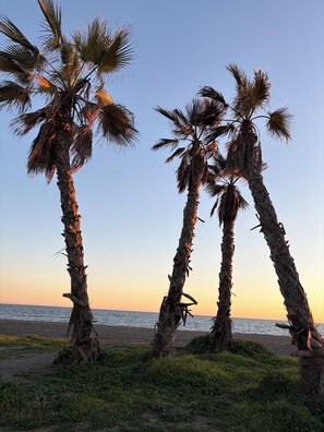 Palmen bei Sonnenuntergang am Strand.