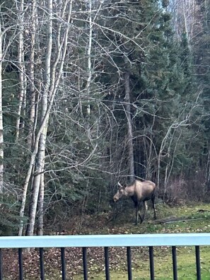 Miscellaneous - Modern Ground-Level Suite | King Bed, Near Airport (Fairbanks)