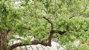 Una casa di legno rossa con un portico, un albero e un giardino.