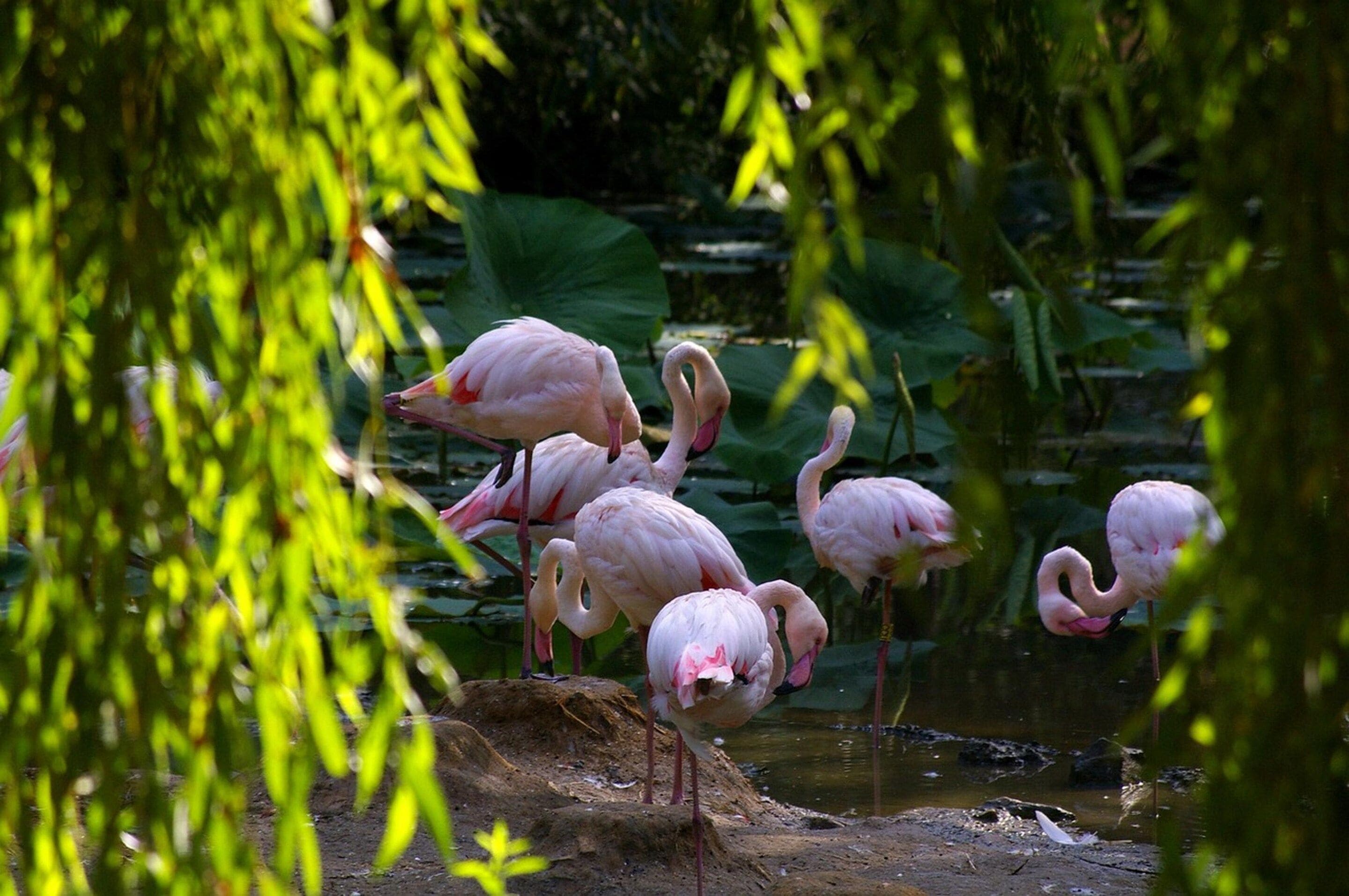 Un grupo de flamencos de pie en un estanque, con follaje en primer plano.
