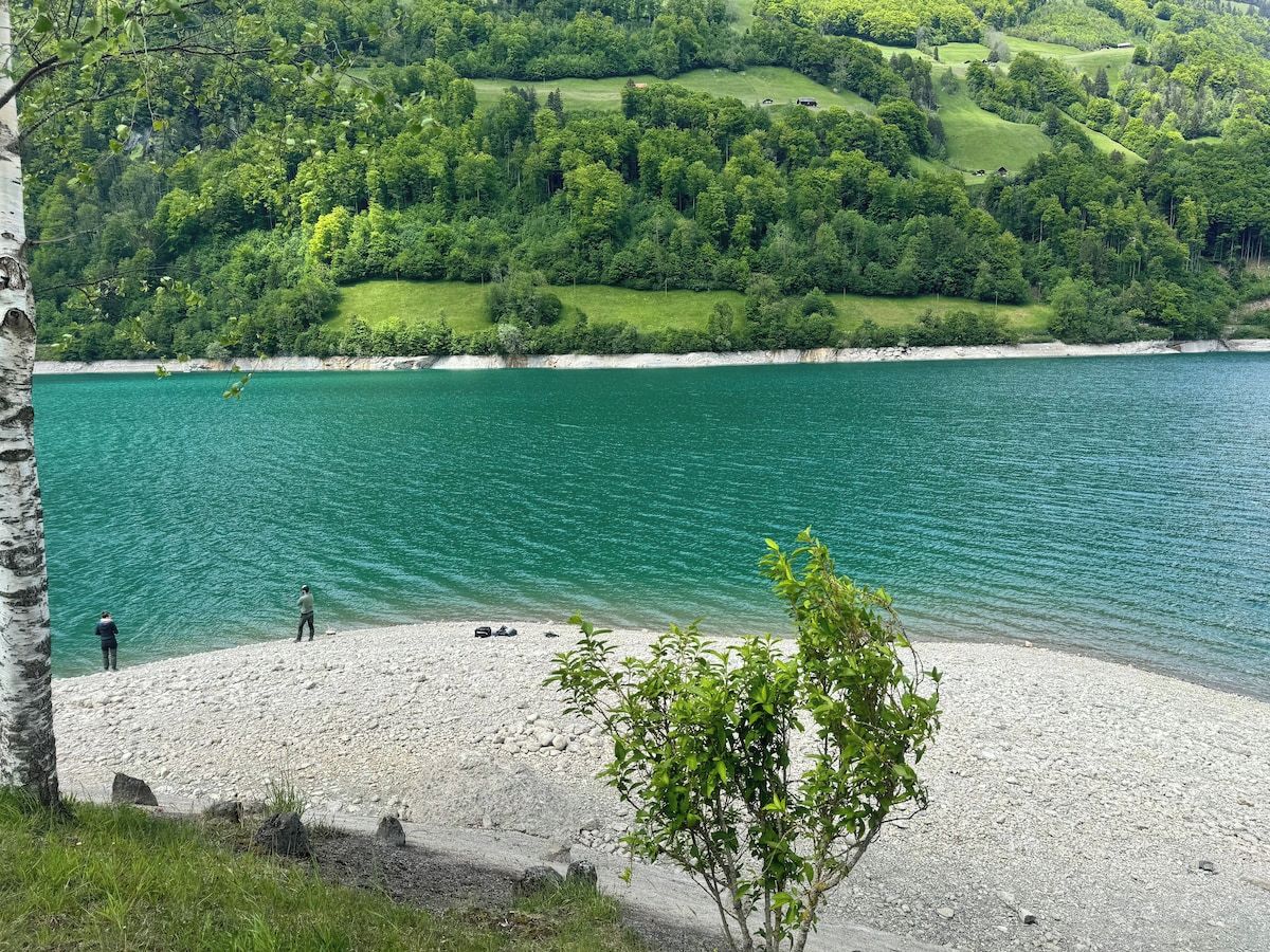 Blick auf ein Seeufer mit Kiesstrand, ein kleiner Baum und eine ferne Hügelkette mit dichtem Wald.