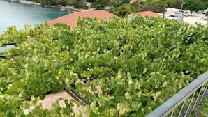 A vineyard with rows of grapevines. - Villa Azure Saplunara (Mljet)