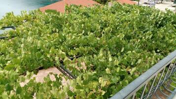 Apartment (One bedroom apartment Mirta) | Balcony