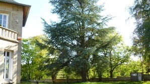 Una casa amb un camí de grava, un arbre gran al jardí davanter i una paret de pedra.