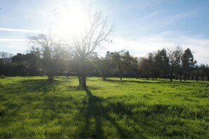 Miscellaneous - FIFA - Luxury 6BR Estate - Sleeps 16+ - Gated - 25 Min to Levi's (Morgan Hill)