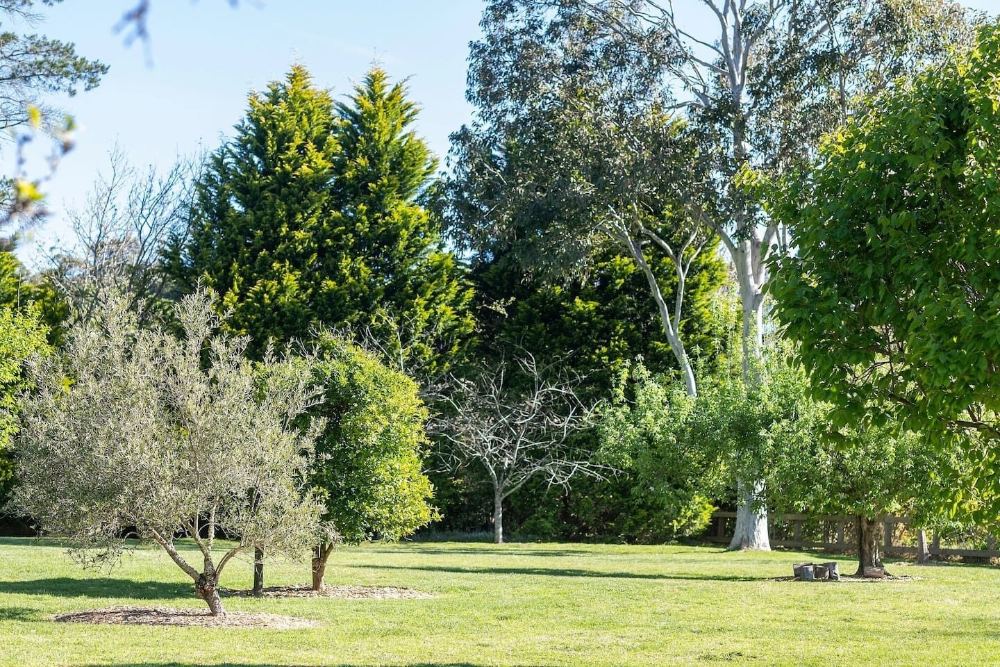 A park with various trees, a grassy area, and a wooden fence.