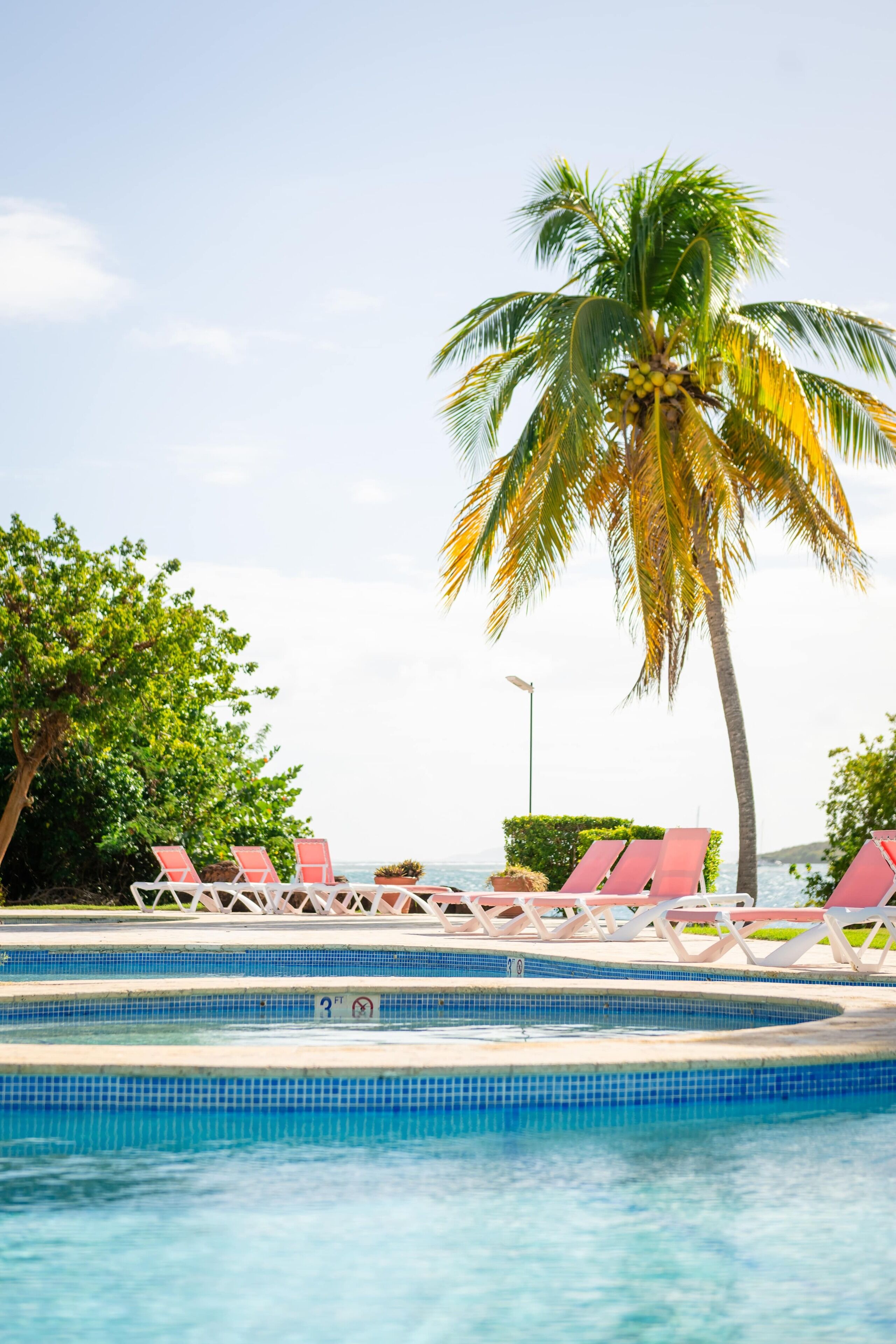 Une piscine avec des chaises longues et un palmier.