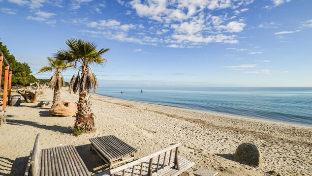 Una playa con palmeras, un banco de madera y cielo despejado.