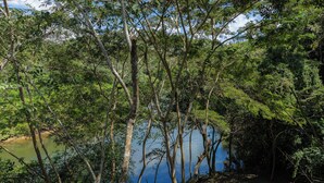 Paesaggio naturale con alberi e un corpo d'acqua.