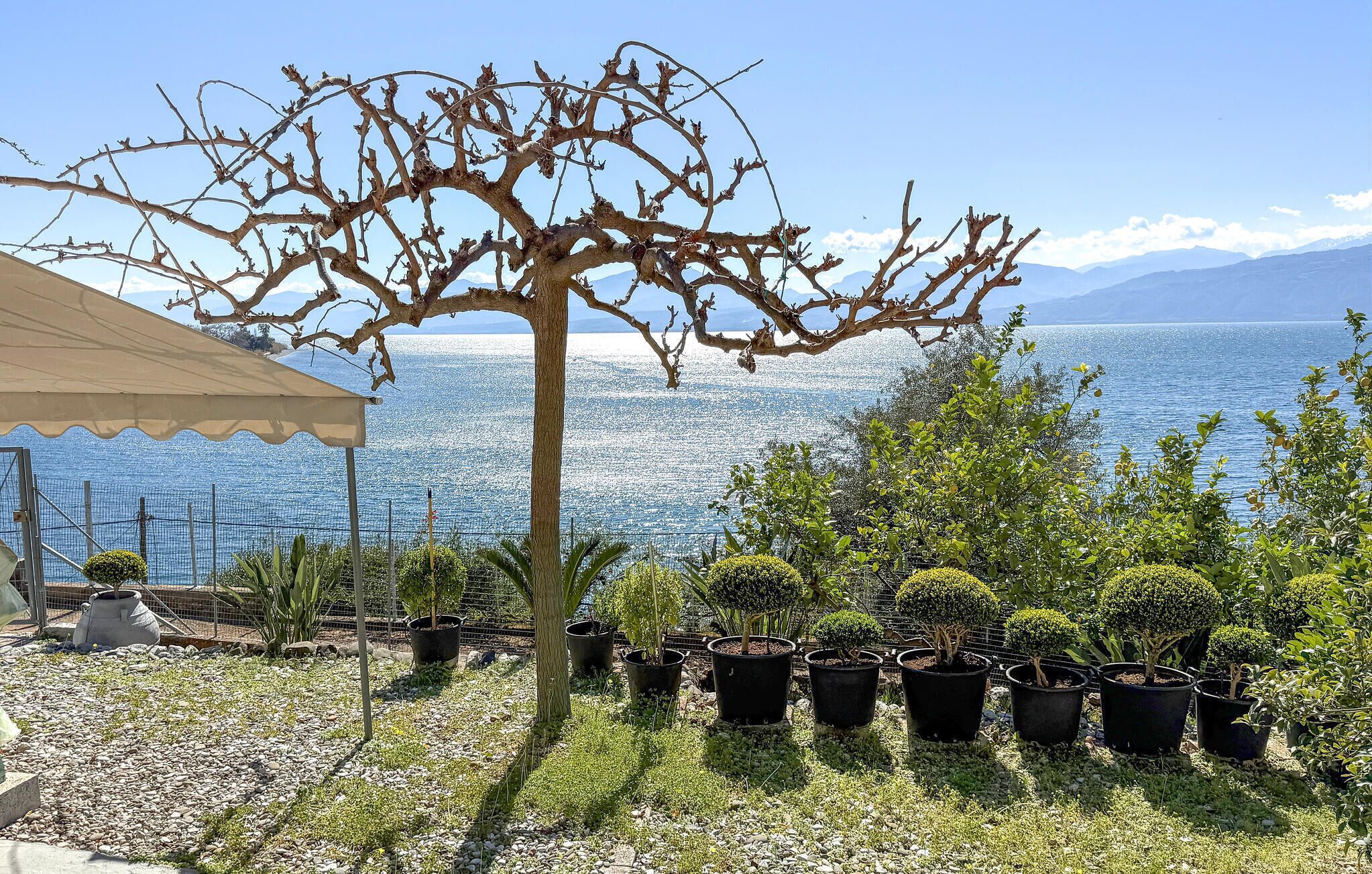 A garden with potted plants and a large tree in the foreground, with a body of water and mountains in the background.