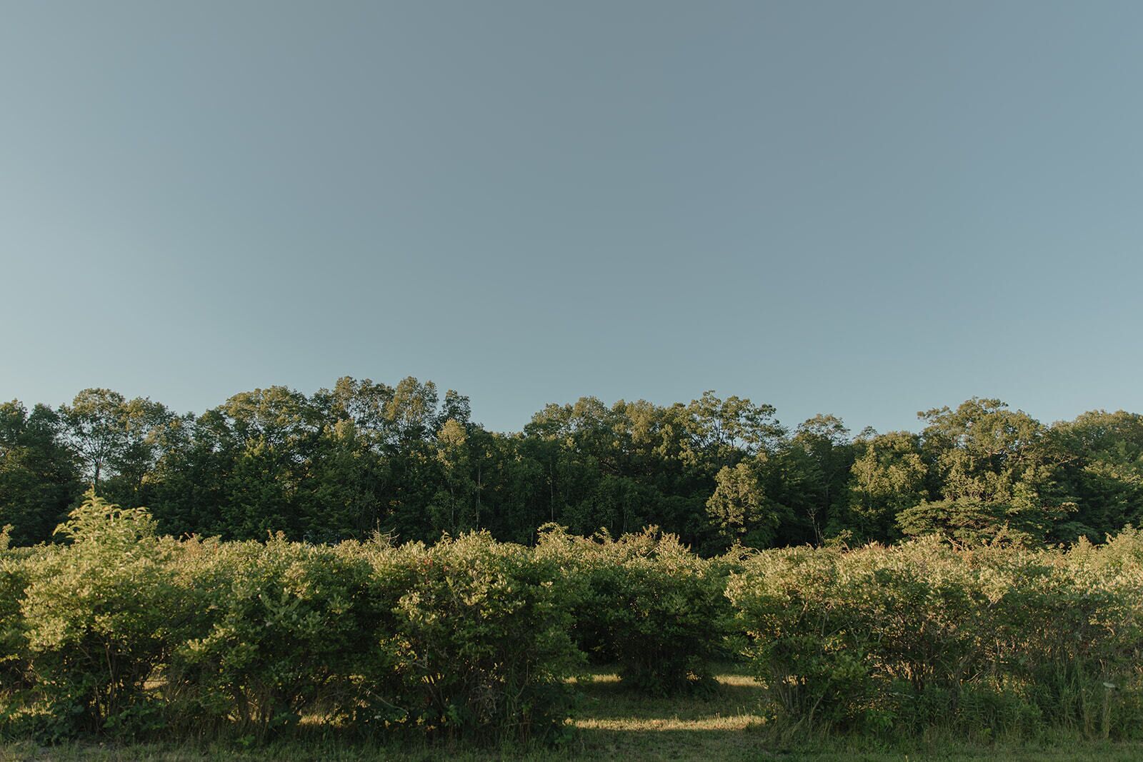 Un paysage naturel caractérisé par une végétation dense, composée d’arbres et d’arbustes.