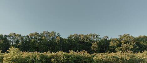 A natural landscape with dense trees and shrubs.