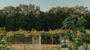 A fenced garden with various plants and a tall tree in the background. - Snug Harbor Inn | The Roost | Near Lake MI (Muskegon)