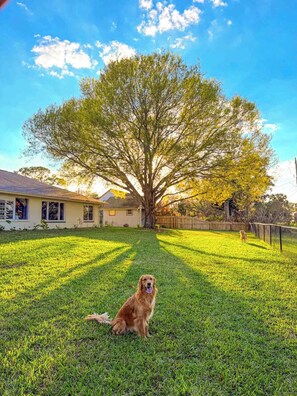 A dog sitting on a lawn with a large tree and a house in the background.