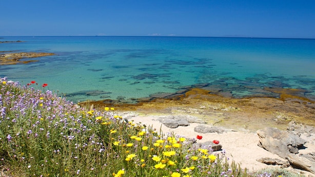 Eine Küstenlandschaft mit klarem Wasser, felsigem Ufer und Wildblumen.