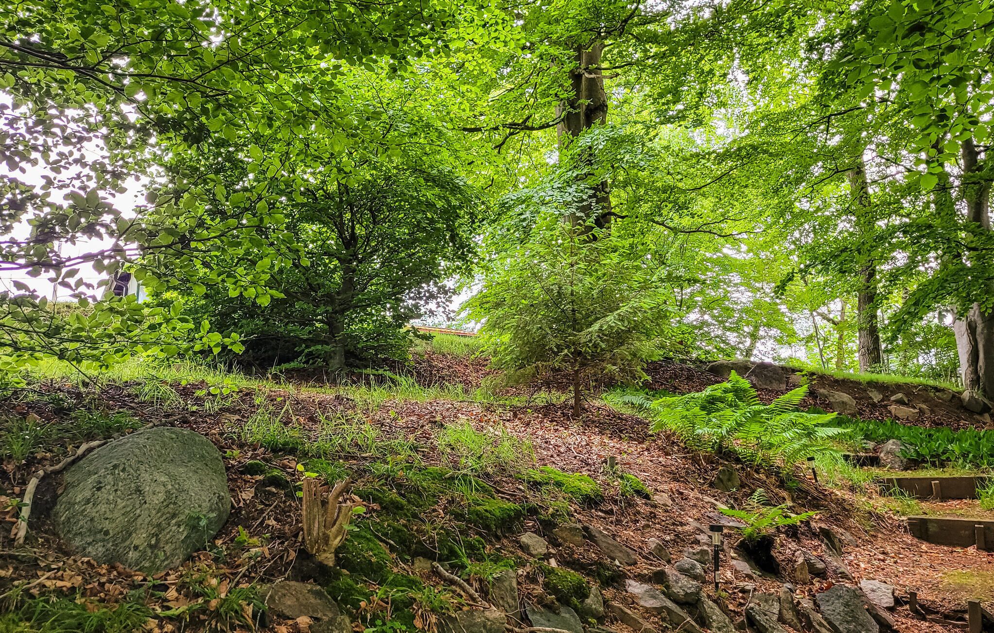 A forested area with a stone pathway, trees, and ferns.