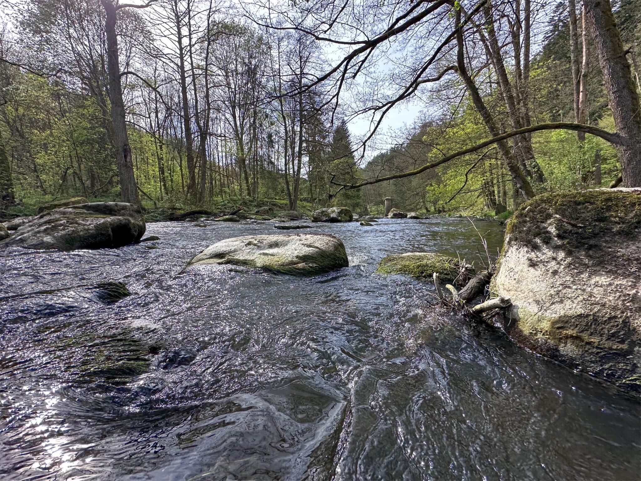 A river flowing through a forest with rocks and trees.