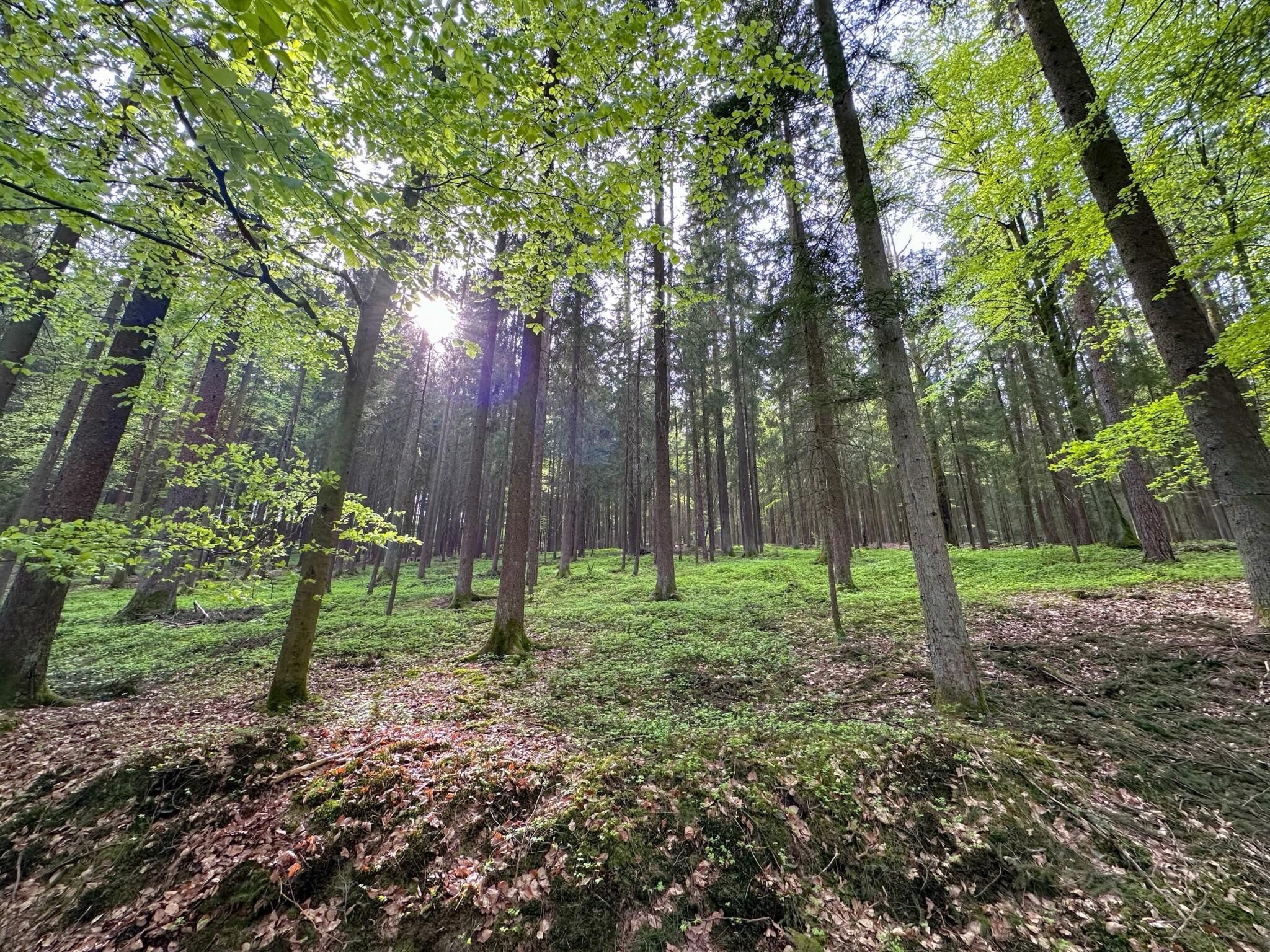 Ein dichter Wald mit hoch aufragenden Bäumen und einem mit grünem Moos und Laub bedeckten Boden.