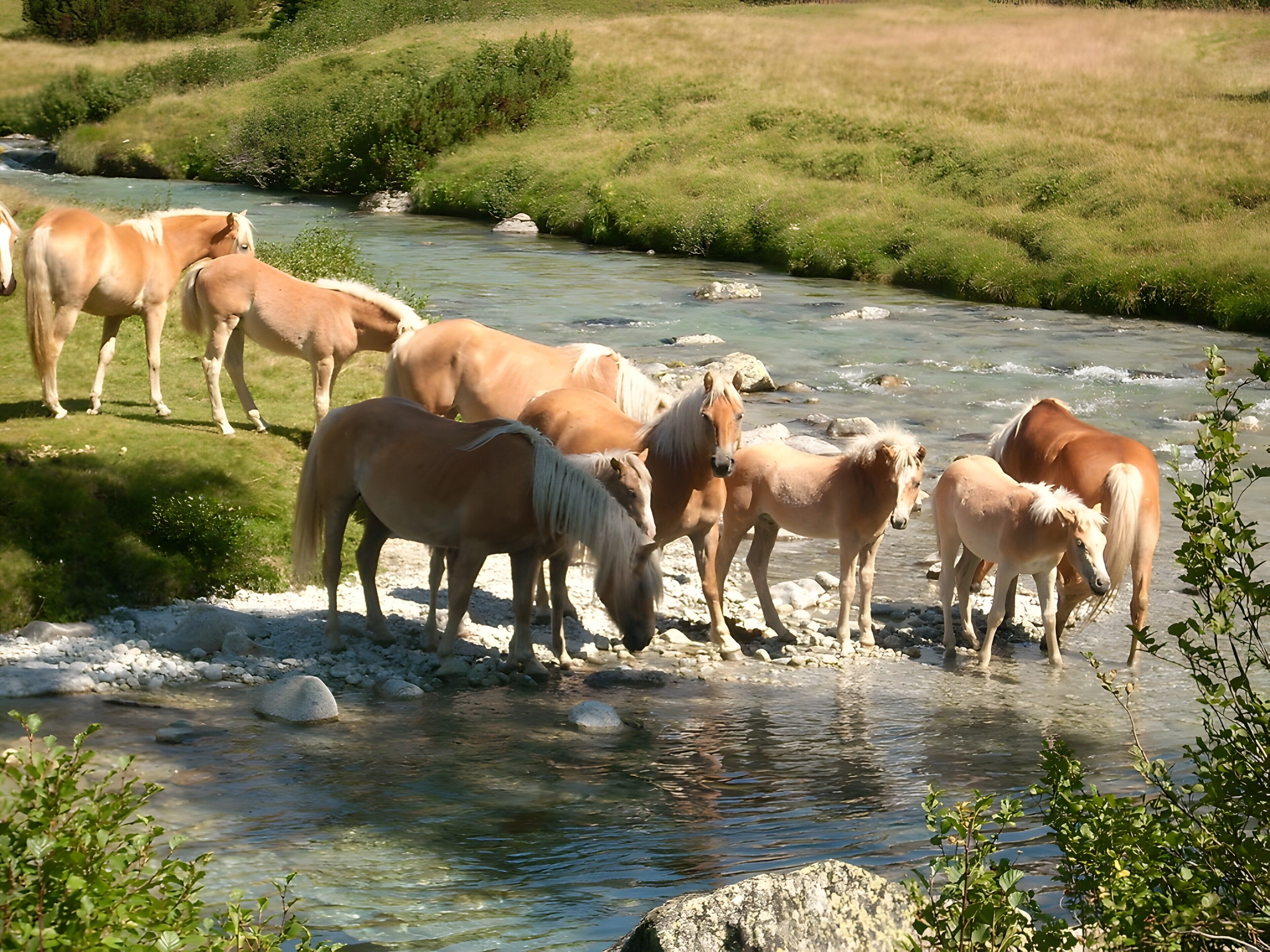 Eine Gruppe Pferde in der Nähe eines klaren Baches in einer grünen Landschaft.