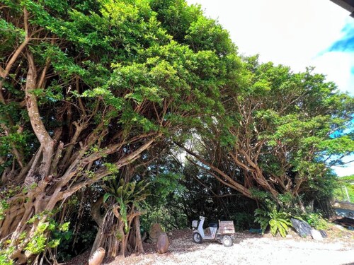 NonSmoking Room 5  Take a break in the shade o / Oshima District Kagoshima