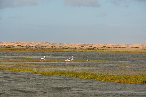 A natural landscape with water and sand dunes in the background. - HOTEL SAHARA BEACH AKHFENNiR (Akhfenir)