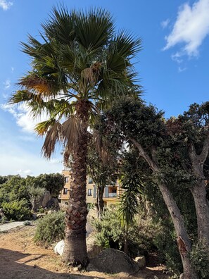 Property grounds - KerTerra Corsica - Apartment 3 Bedrooms- 6 Pers - Heated pool & private beach (Pianottoli-Caldarello)
