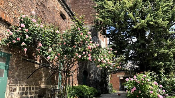 A narrow alleyway with brick walls, a gravel path, and pink flowering trees. - Arras Quartier pr Fecture Familles Animaux (Arras)