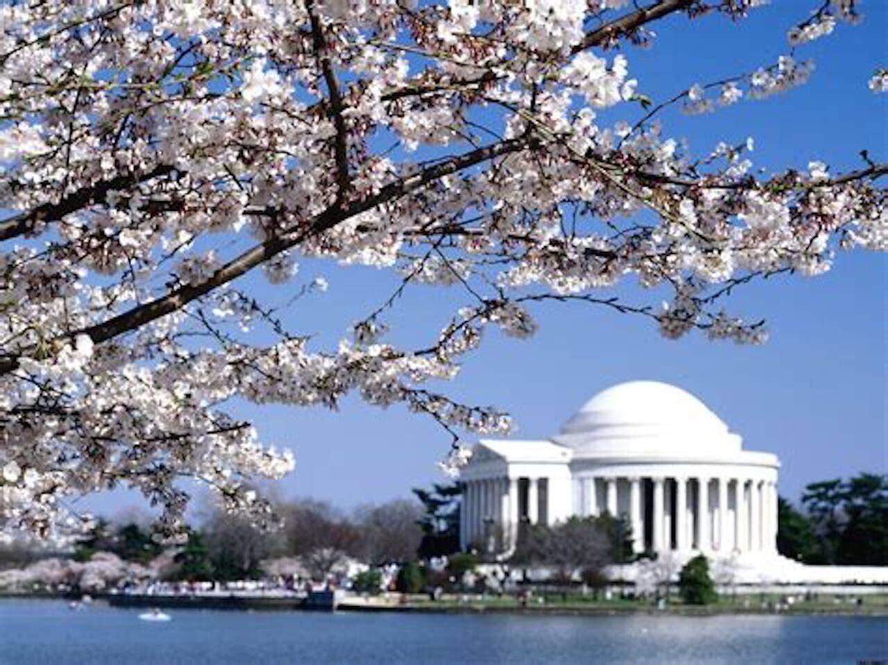 A building with a dome and columns, surrounded by a body of water and cherry blossoms.