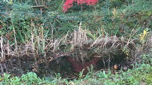 Paisaje natural con una masa de agua, vegetación densa y un arbusto rojo.