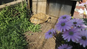 Una tortuga en un jardí amb una casa al fons.