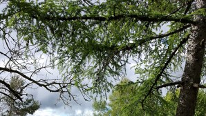 A park with a metal bench and a table under a tree. - Bed and Breakfast 'Roc' with Shared Terrace and Shared Garden (Saint-Bonnet-de-Salers)