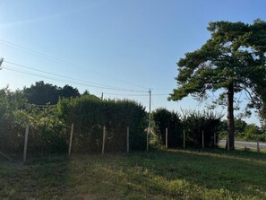 Property grounds - Gite du pin (Les Salles-de-Castillon)