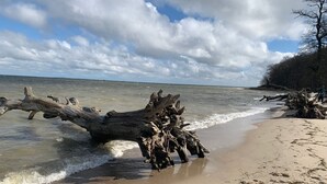 Une plage avec un tronc d’arbre tombé dans l’eau et un rivage sablonneux.