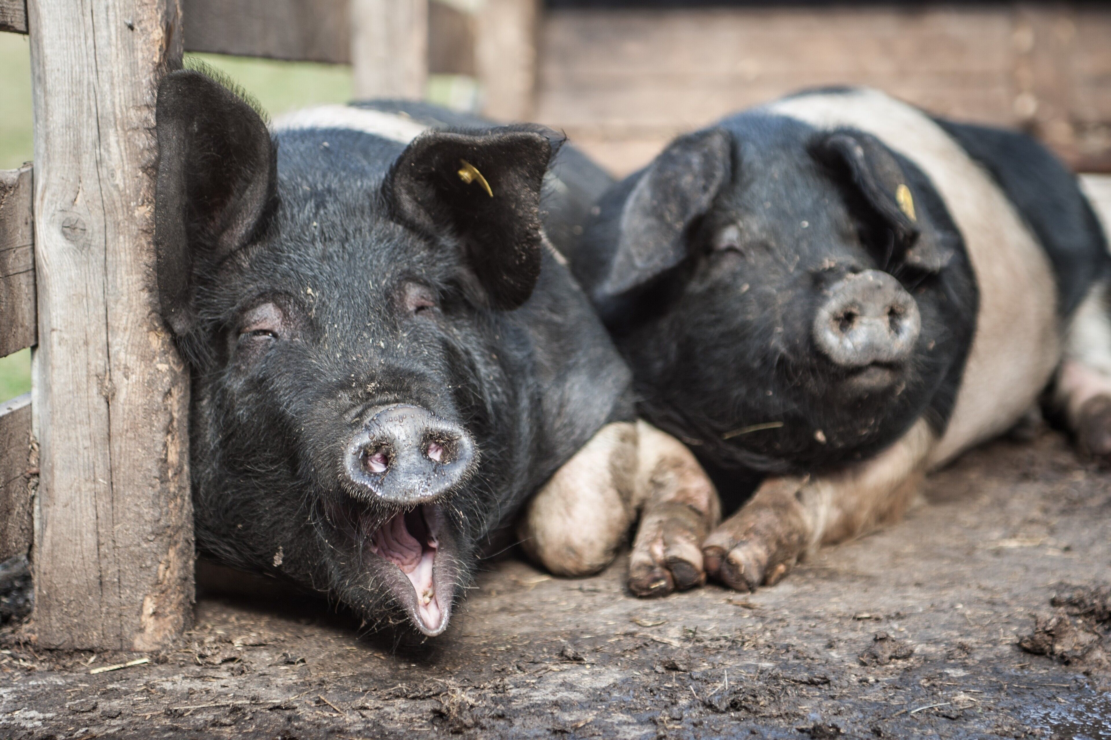 Deux cochons sont allongés sur le sol, partiellement cachés par une structure en bois.