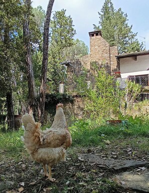 Property grounds - A stone's throw from the village and vineyards, villa with large terrace among pine and cypress trees (San Donato)