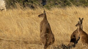 Dos canguros en un campo de hierba seca con árboles al fondo.