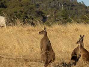 Dos canguros en un campo de hierba seca con árboles al fondo.