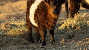 A calf standing on straw-covered ground. - Crown Equine Retreat Under the Bridge  Romantic City Escape (North Dandalup)