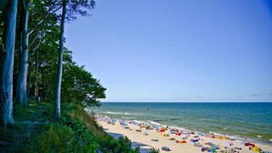 Ein Strand mit sandigem Ufer, Bäumen und dem Meer.