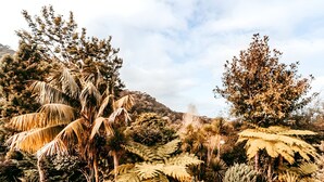 A garden with palm trees, ferns, and a variety of shrubs. - Oliveira s Houses By Gthouse (Sintra)