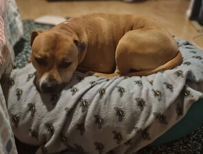 宿舍, 1 间卧室 | 宠物友善