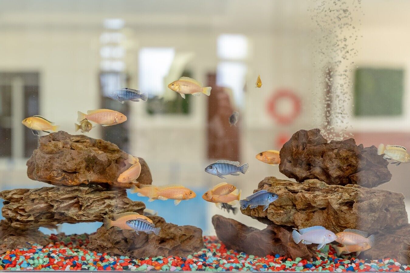 An aquarium with various fish, rocks, and colorful pebbles.