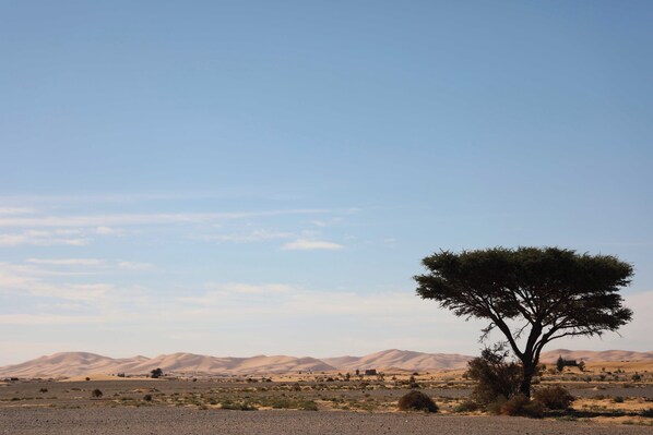 A desert landscape with a prominent tree and distant mountains. - Hamada Retreat (Tisserdmine)