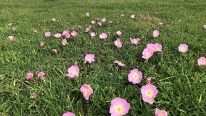Uma área gramada com flores cor-de-rosa e um corpo d'água com patos.