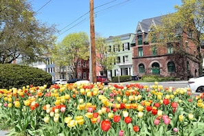 A street with colorful tulips, a brick building with green shutters, and parked cars.