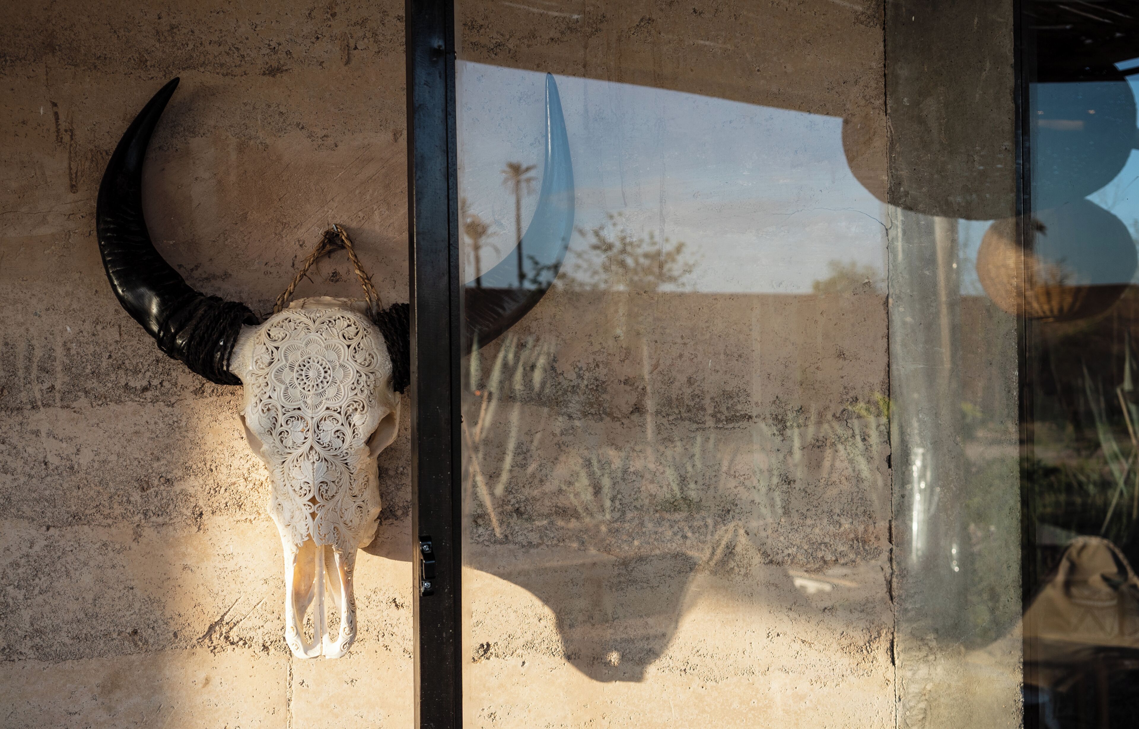 A bull skull mounted on a wall with a reflection of a building and trees.